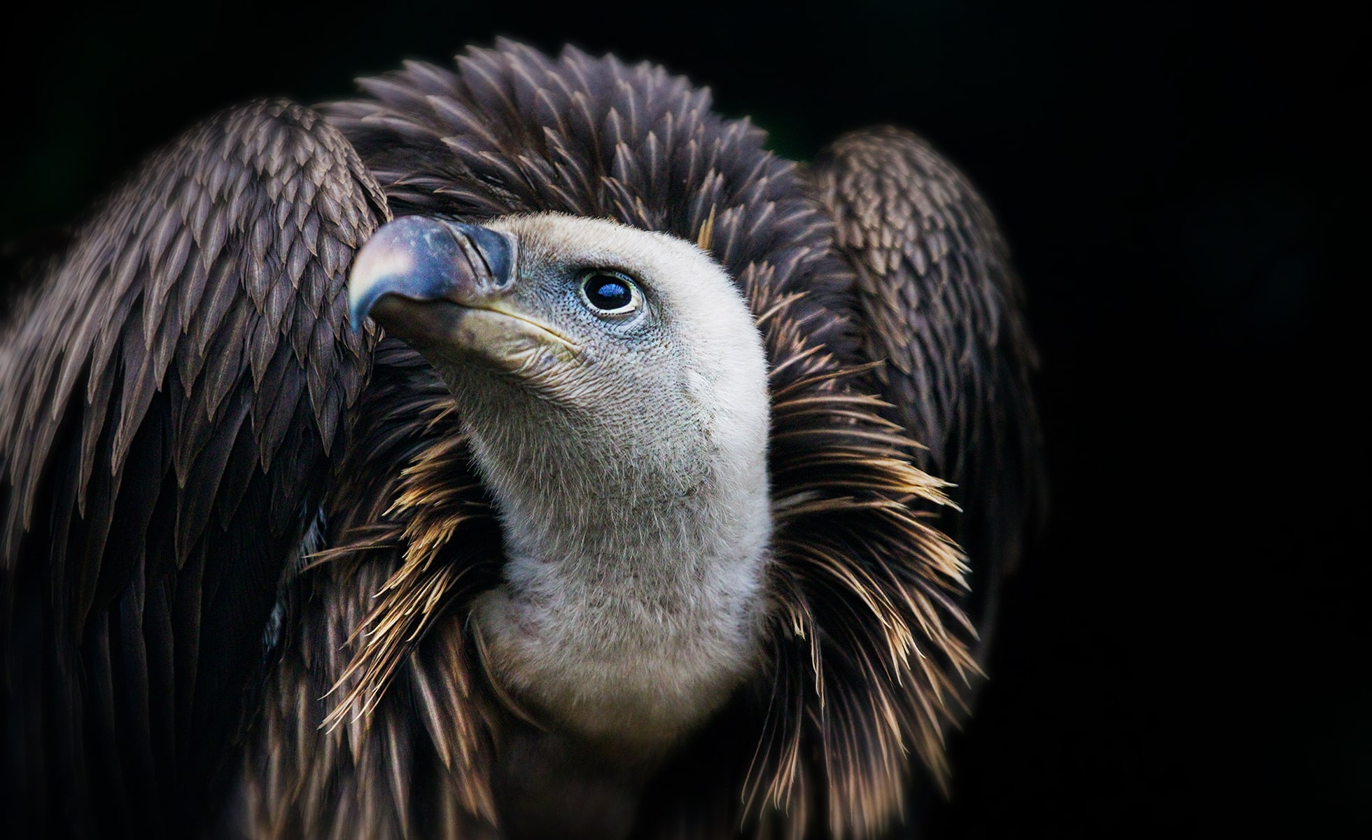 Les vautours fauves des peñas d'itsusi