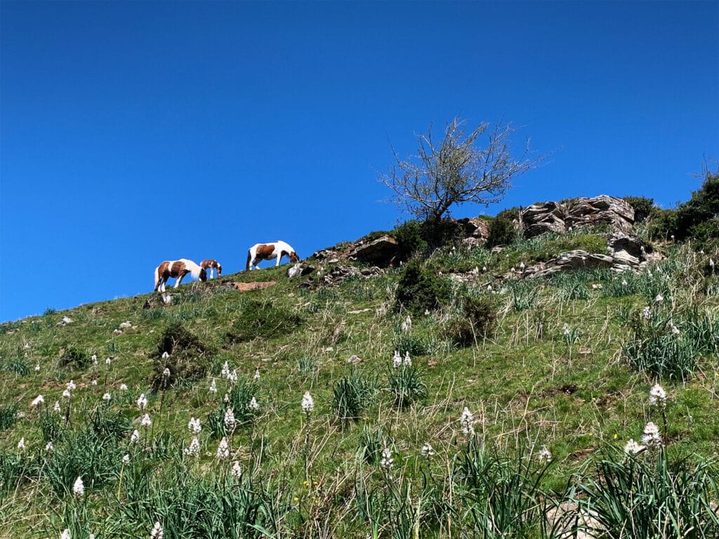 Penas de itsusi depuis Bidarray