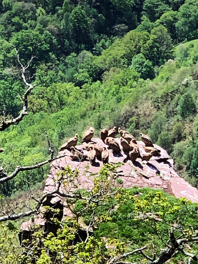 Penas de itsusi depuis Bidarray